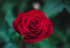 Les plus belles fleurs d’amour à offrir !