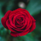 Les plus belles fleurs d’amour à offrir !