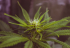 Votre guide sur l’Huile de CBD