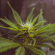 Votre guide sur l’Huile de CBD