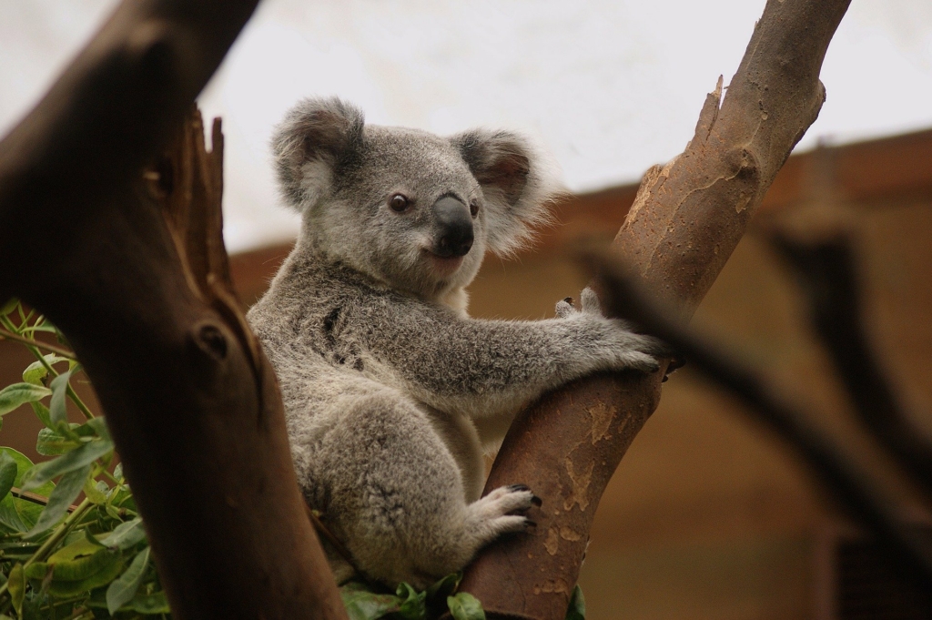 Visa Australie