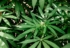 Où trouver des Codes Promo CBD ?