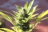 Le cbd, deuxième composant actif du cannabis
