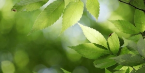 Pourquoi faire attention aux plantes ?