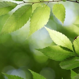 Pourquoi faire attention aux plantes ?