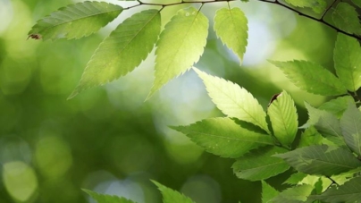 Pourquoi faire attention aux plantes ?