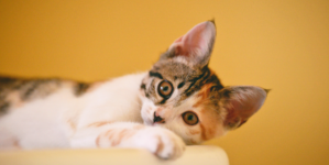 Comment prendre soin d’un chat diabétique ?