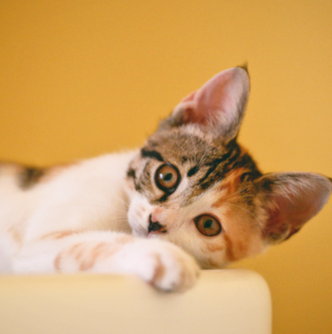 Comment prendre soin d’un chat diabétique ?