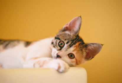 Comment prendre soin d’un chat diabétique ?