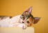 Comment prendre soin d’un chat diabétique ?